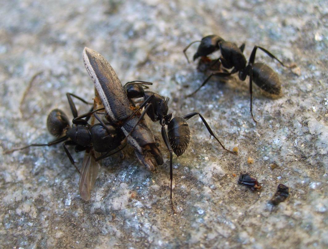 La ferocia delle formiche (ID?)